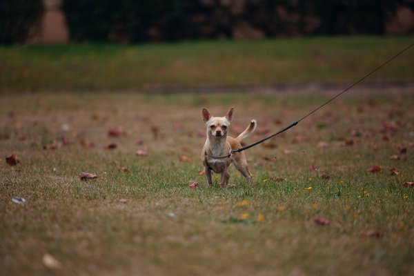 Colmar : éliminez les rats de votre propriété